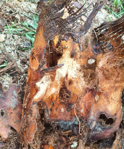 海藻树防治,常见问题,实用方法 海藻树防治,常见问题,实用方法