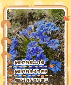 龙胆花怎么养,新手也能轻松上手,掌握关键养护技巧 龙胆花怎么养,新手也能轻松上手,掌握关键养护技巧
