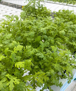 无土栽培方式,掌握核心技巧,轻松实现高产 无土栽培方式,掌握核心技巧,轻松实现高产