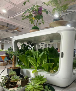 无土栽培的缺点,种植方式局限,实际应用问题 无土栽培的缺点,种植方式局限,实际应用问题