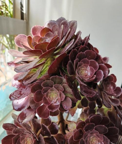 法师花怎么养,掌握关键技巧,轻松养出好状态 法师花怎么养,掌握关键技巧,轻松养出好状态