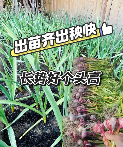 蒜的栽培,选对品种,掌握关键步骤 蒜的栽培,选对品种,掌握关键步骤