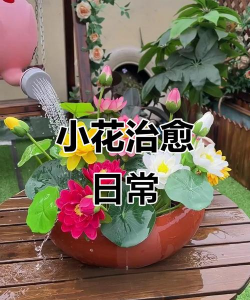 拇指花怎么养,新手入门指南,轻松掌握养护技巧 拇指花怎么养,新手入门指南,轻松掌握养护技巧