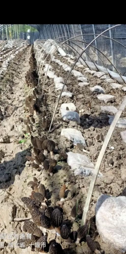 羊肚菌人工栽培,掌握关键步骤,轻松实现高产 羊肚菌人工栽培,掌握关键步骤,轻松实现高产