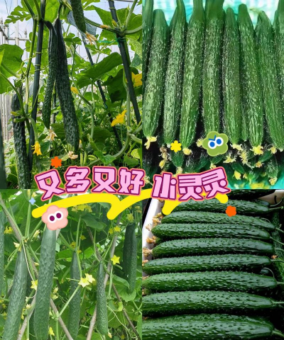 栽培黄瓜,掌握关键技巧,轻松收获果实 栽培黄瓜,掌握关键技巧,轻松收获果实