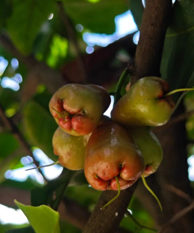 莲雾树防治,常见病害识别,有效应对方法 莲雾树防治,常见病害识别,有效应对方法