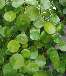 猎花怎么养,新手入门指南,轻松掌握技巧 猎花怎么养,新手入门指南,轻松掌握技巧