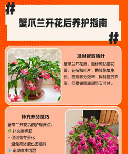 螃蟹花怎么养,掌握关键技巧,轻松养出好状态 螃蟹花怎么养,掌握关键技巧,轻松养出好状态