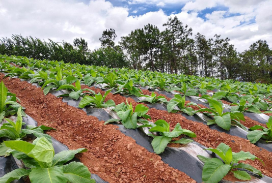烟草栽培技术,掌握关键步骤,提高种植效益 烟草栽培技术,掌握关键步骤,提高种植效益