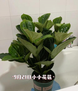 怎么养些花,新手入门,轻松上手 怎么养些花,新手入门,轻松上手