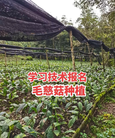 食用菌栽培学,掌握核心技术,实现高效种植 食用菌栽培学,掌握核心技术,实现高效种植