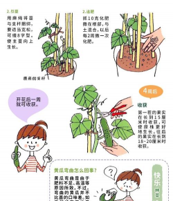 黄瓜的栽培技术,掌握关键步骤,轻松收获果实 黄瓜的栽培技术,掌握关键步骤,轻松收获果实