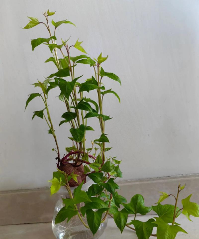 地瓜花怎么养,轻松上手,花开满盆 地瓜花怎么养,轻松上手,花开满盆