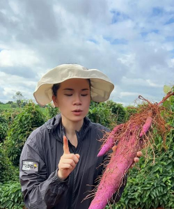 紫薯栽培,选对品种,掌握关键技巧 紫薯栽培,选对品种,掌握关键技巧