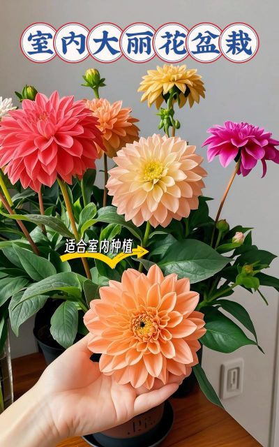 大力花怎么养,掌握关键技巧,轻松养出好状态 大力花怎么养,掌握关键技巧,轻松养出好状态