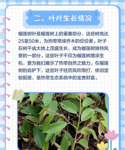 防治榴莲树,常见病害识别,有效管理方法 防治榴莲树,常见病害识别,有效管理方法