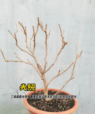 角花怎么养,掌握关键技巧,轻松爆盆开花 角花怎么养,掌握关键技巧,轻松爆盆开花