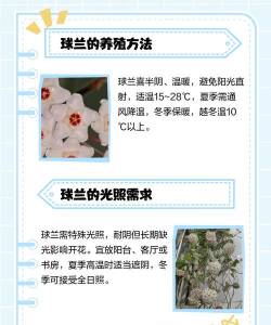 火球花怎么养,掌握关键技巧,轻松养出好状态 火球花怎么养,掌握关键技巧,轻松养出好状态