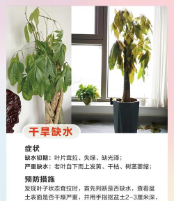 曲树防治,常见问题,实用方法 曲树防治,常见问题,实用方法