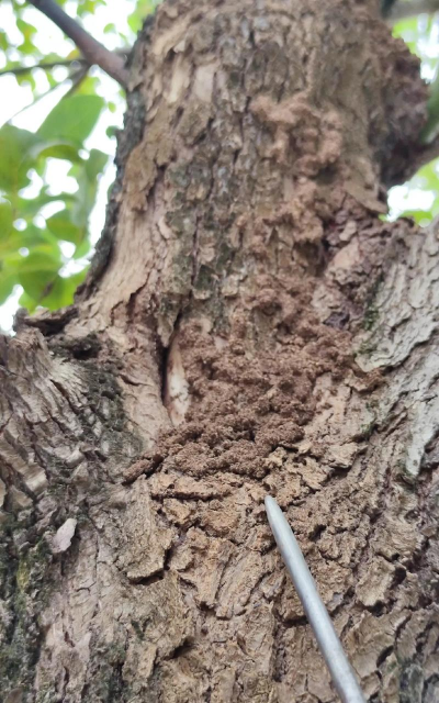 树蛀虫防治,识别虫害迹象,保护树木健康 树蛀虫防治,识别虫害迹象,保护树木健康