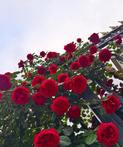 藤花怎么养,掌握关键技巧,轻松打造花墙 藤花怎么养,掌握关键技巧,轻松打造花墙