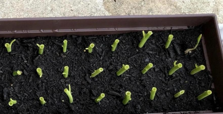 家庭无土栽培蔬菜,轻松上手方法,新手避坑指南 家庭无土栽培蔬菜,轻松上手方法,新手避坑指南