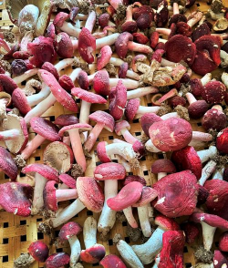 红菇栽培,掌握关键步骤,轻松收获美味 红菇栽培,掌握关键步骤,轻松收获美味