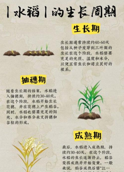 水稻高产栽培技术,掌握关键要点,实现增产增收 水稻高产栽培技术,掌握关键要点,实现增产增收