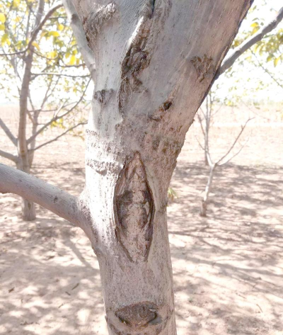 防治树开裂,常见原因分析,实用修复方法 防治树开裂,常见原因分析,实用修复方法