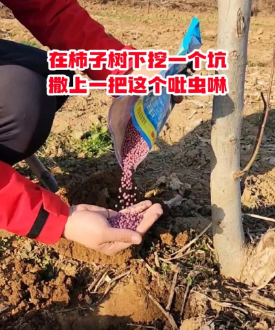 树虱子防治,识别虫害特征,掌握有效方法 树虱子防治,识别虫害特征,掌握有效方法