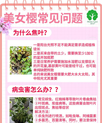 樱草花怎么养,新手入门指南,轻松掌握技巧 樱草花怎么养,新手入门指南,轻松掌握技巧