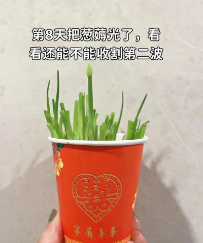 香葱栽培技术,轻松上手,家庭种植指南 香葱栽培技术,轻松上手,家庭种植指南