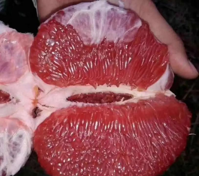 柚子栽培技术,选苗很关键,管理要跟上 柚子栽培技术,选苗很关键,管理要跟上