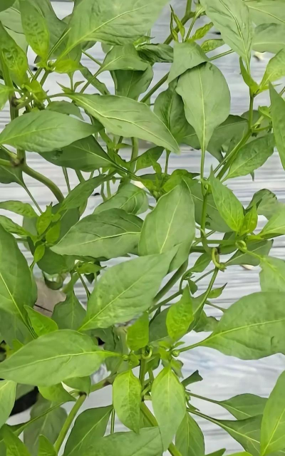 辣椒树防治,常见问题,实用方法 辣椒树防治,常见问题,实用方法