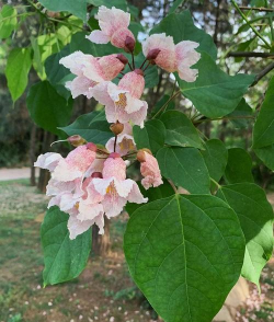 楸树防治,常见问题,实用方法 楸树防治,常见问题,实用方法