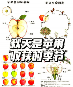 苹果的栽培技术,选对品种,掌握关键步骤 苹果的栽培技术,选对品种,掌握关键步骤