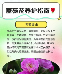 贵妇花怎么养,轻松掌握技巧,花开更持久 贵妇花怎么养,轻松掌握技巧,花开更持久