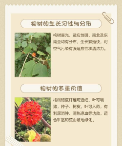 防治构树,方法要选对,效果才明显 防治构树,方法要选对,效果才明显