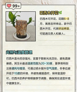 干巴花怎么养,掌握关键技巧,轻松养活它 干巴花怎么养,掌握关键技巧,轻松养活它