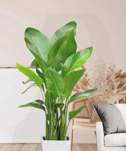 鸟花怎么养,新手入门指南,轻松上手不踩坑 鸟花怎么养,新手入门指南,轻松上手不踩坑