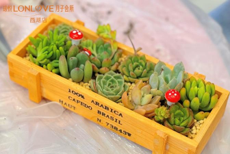 肉肉栽培,轻松上手,享受种植乐趣 肉肉栽培,轻松上手,享受种植乐趣