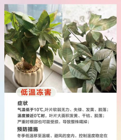 树病防治,常见问题,实用方法 树病防治,常见问题,实用方法