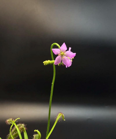 白茅花怎么养,轻松上手,花开满园 白茅花怎么养,轻松上手,花开满园