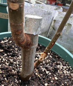 树牛防治,识别虫害,保护树木健康 树牛防治,识别虫害,保护树木健康