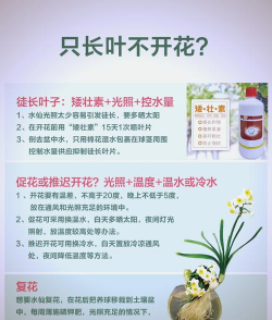 尝试花怎么养,新手入门指南,轻松掌握养护技巧 尝试花怎么养,新手入门指南,轻松掌握养护技巧