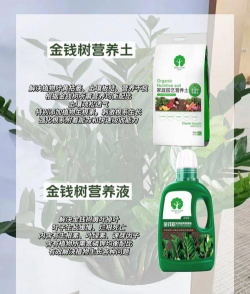 金钱树怎么栽培,掌握关键技巧,轻松养活它 金钱树怎么栽培,掌握关键技巧,轻松养活它