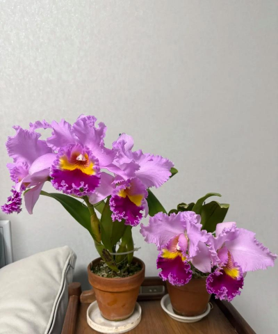 大牛花怎么养,新手也能养好,轻松爆盆开花 大牛花怎么养,新手也能养好,轻松爆盆开花