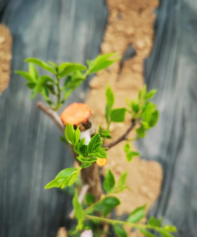 冬枣栽培技术,掌握关键要点,实现高产优质 冬枣栽培技术,掌握关键要点,实现高产优质