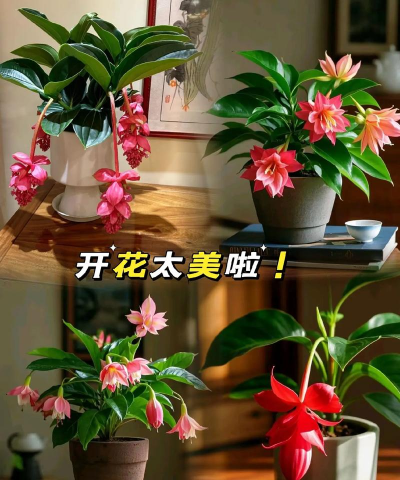 元宵花怎么养,掌握关键技巧,轻松养护开花 元宵花怎么养,掌握关键技巧,轻松养护开花