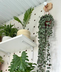 室内栽培,轻松上手,打造绿色家园 室内栽培,轻松上手,打造绿色家园